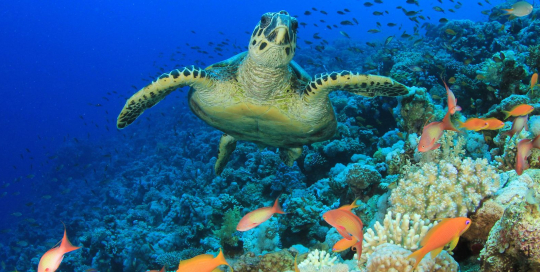 biodiversity carbon market