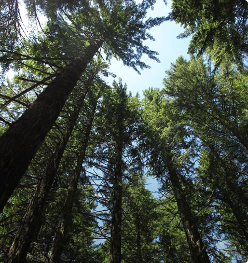 Companies carbon offset
