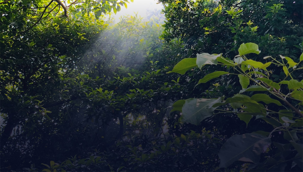Start carbon offset now
