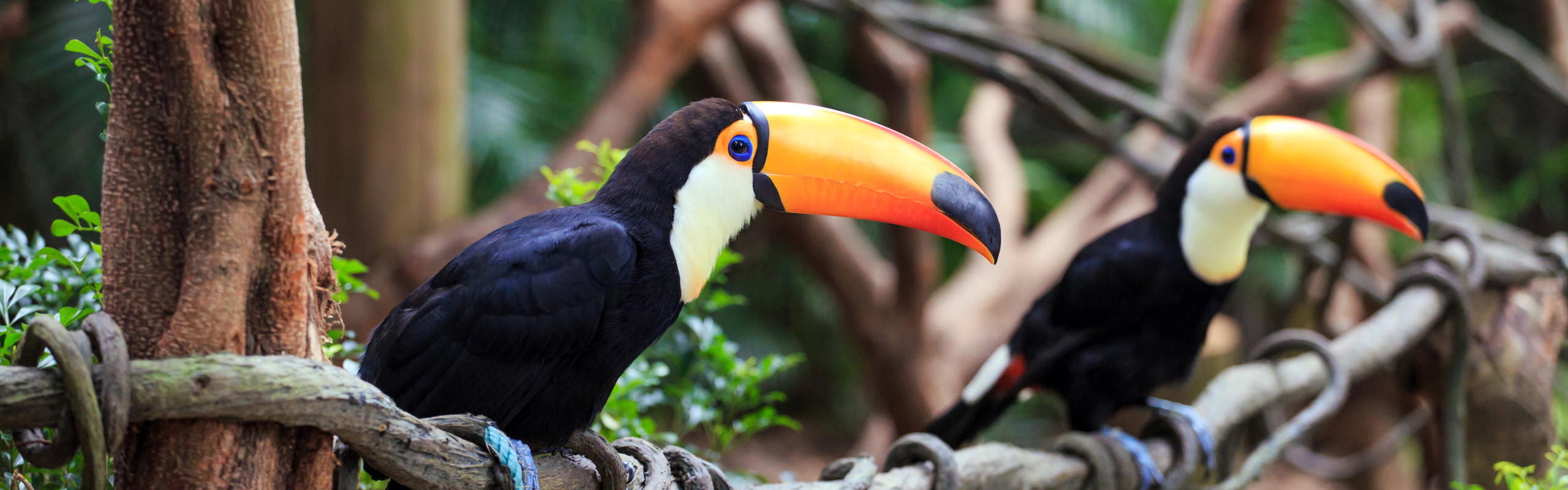 Blog ClimateTrade (2) amazon forest toucan