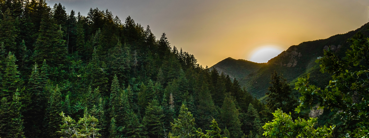 ICVCM Carbon Credits