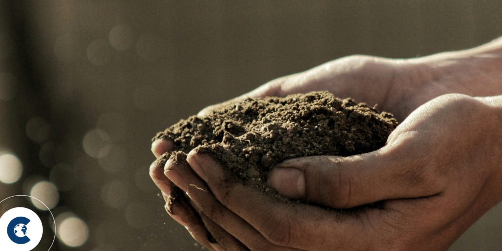 How to buy quality carbon credits on a budget